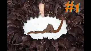 Лаборатория с Крысами - Struggling - Прохождение #1