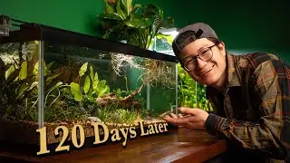 My Endler Eco-System (120 Days Later)
