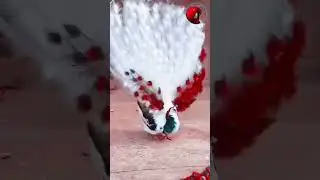 beautiful peacock -Pets Paradise