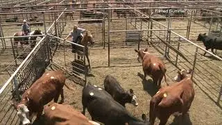 Livestock Marketing - Aug. 6, 2022