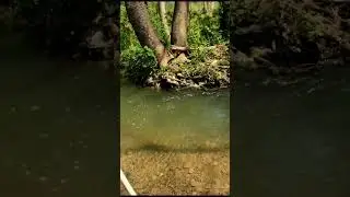 Creek Chub!  On the Panther Martin 