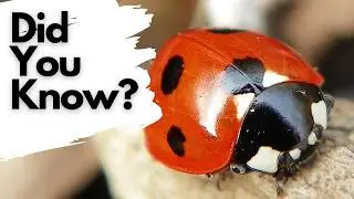 Things you need to know about LADYBIRDS!