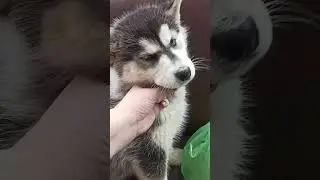 Как легко дать таблетку собаке