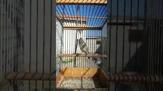 СЕДОГОЛОВЫХ ЩЕГОЛ ЖИР ЖИР (ПУЛГИРАК)
