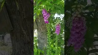 Flower awe
