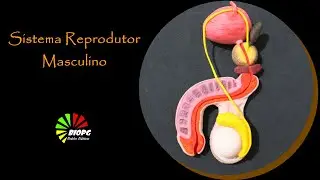 AULA PRÁTICA/SISTEMA REPRODUTOR MASCULINO/MODELO DIDÁTICO