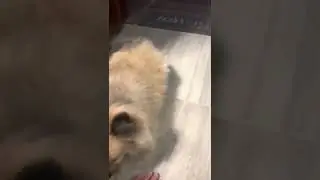 NAKAKAINTINDI NA SI MARIA ng TAGALOG! || POMERANIAN DOG