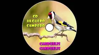 CD Canto Jilguero Campero / 2016