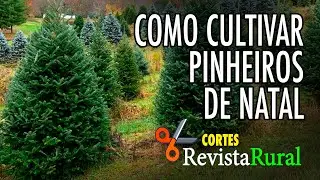 COMO CULTIVAR PINHEIROS DE NATAL - Cortes da Revista Rural