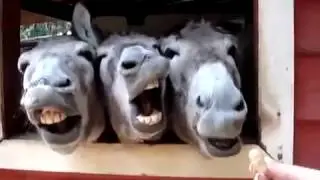 ОСЛЫ