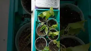 #черенкование #зеленоечеренкование #дача #сад #огород