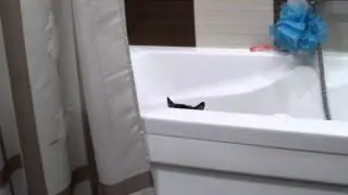 кот играет в прятки