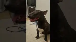 Петя бультерьер 