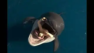 Maneater Orca