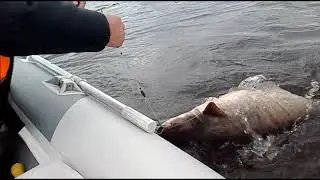Вываживание трофейного Сома