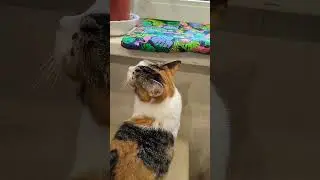 Синхронные кошки #shorts