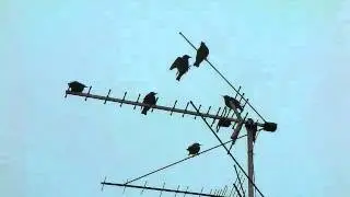 Скворцы прилетели