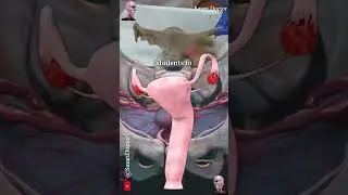 Uterine Anatomy Between Reality and Books ♀️✨‍♀️