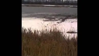 Духовые манки на гуся. Подманили двух лебедей