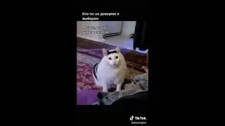 Кот Бендер из Тиктока