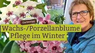 Eigentlich wollen sie ihre Ruhe - Wachsblume / Porzellanblume im Winter pflegen | Zimmerpflanzen