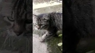 nyumput di aquarium 
