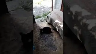 Опять коты поймали белку(2)