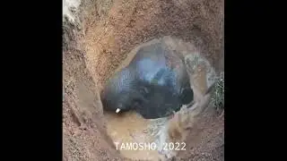 Слон упал в глубокую яму.   15 февраля 2022 г.