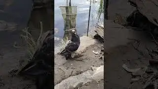 Смешной случай на рыбалке😅