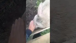 Это не колбаса,Это любовь😁