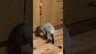 Бритый кот нагло лезет в шкаф. 