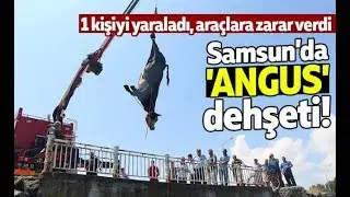 Samsun'da 'ANGUS' dehşeti!
