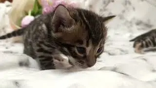 Милота бенгальская. Первая сьемка