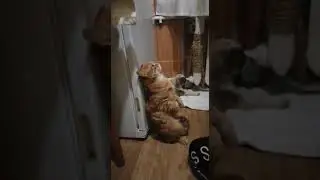 Коту не стыдно