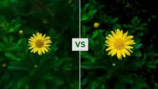 Smartphone vs Mirrorless Camera | Can you see the difference?