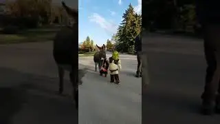 The perfect Halloween costume doesn't exi-