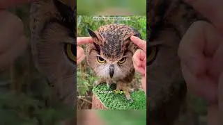 NeverTouchanOwl’sTinyFeet🦉😳