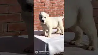 Алабай щенок белый кобель 1,5 месяца 🔥 продажа +79135577838 