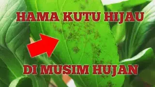 Begini Sayuran Hidroponik Yang Terkena Hama Kutu Daun Kebul (Homoptera Aleyrodidae)