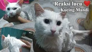 Shiro, kucing lucu ini mandi tanpa ekspresi 😂