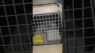 Куда девать кошку после кастрации? На помойку?