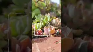春日里的多肉们美美哒 #nature #succulent #gardening #多肉 #gardenlife