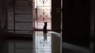 Petta velan 😎🔥 | #rajinikanth #funnyvideos #funnyanimals #funnydogs #funnycats #cutedogs #sendhil