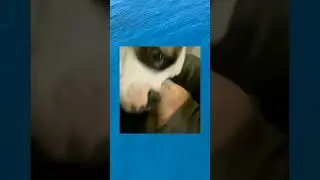 Хозяин, ты чего? 😳