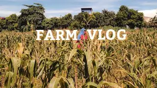 living in the PH | farm vlog, enjoying moments 🤍