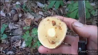 Новинки посуды, в лес за грибами, огород!!!