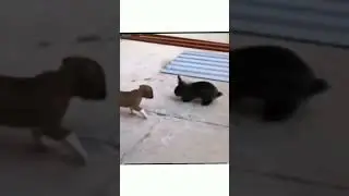 Cute Puppy Compilation 2023 🤣🤣🤣 Try Not To Laugh #shorts