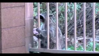 MAPACHE MADNESS (part 2)