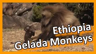 Ethiopia - Between the Gelada Monkeys (subtitled)