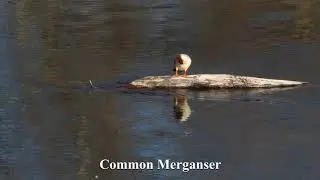 Creek Days 2021 - Birds of the Russian River